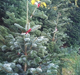 Augen auf beim Christbaumkauf!